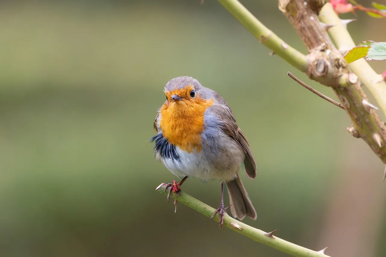 vogel, natur, tier, schöne natur, tierwelt, singvogel, vogelkunde, vogelbeobachtung, robin, naturtapete, natur hintergrund, rote brust, hd-hintergrund, gefieder, schnabel, sitzung, zweig, rosa busch, naturfotografie, full hd wallpaper, hd-hintergrund, hintergrundbild 4k, desktop-hintergrundbild, birdwatching