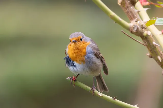 vogel, natur, tier, schöne natur, tierwelt, singvogel, vogelkunde, vogelbeobachtung, robin, naturtapete, natur hintergrund, rote brust, hd-hintergrund, gefieder, schnabel, sitzung, zweig, rosa busch, naturfotografie, full hd wallpaper, hd-hintergrund, hintergrundbild 4k, desktop-hintergrundbild, birdwatching. Einzelunternehmen oder GmbH: Kriterien für die Rechtsformwahl