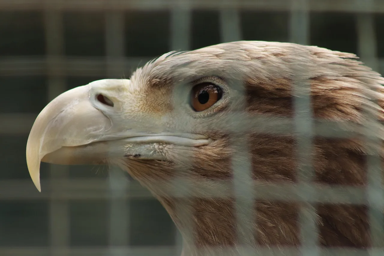eagle in a cage, adler, in gefangenschaft, zoo, schnabel, gefieder, natur, vogel, traurig, der einsame, tiere, gefiederte rennen, raubtier, kreuzfahrt, stift, flug