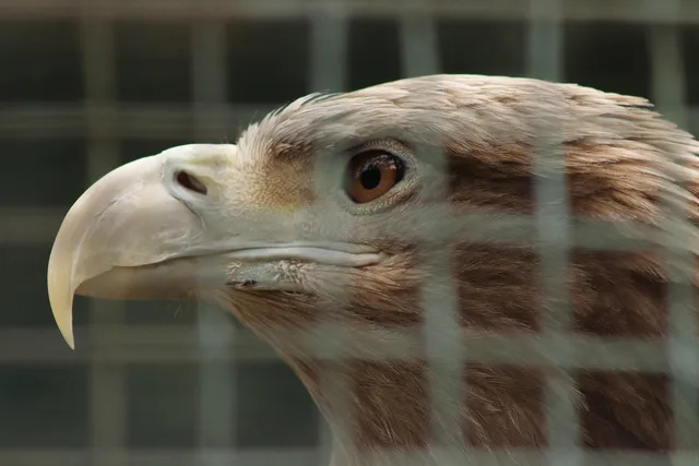 eagle in a cage, adler, in gefangenschaft, zoo, schnabel, gefieder, natur, vogel, traurig, der einsame, tiere, gefiederte rennen, raubtier, kreuzfahrt, stift, flug. Förderungen für Gründer: aws, FFG und Länderprogramme im Überblick
