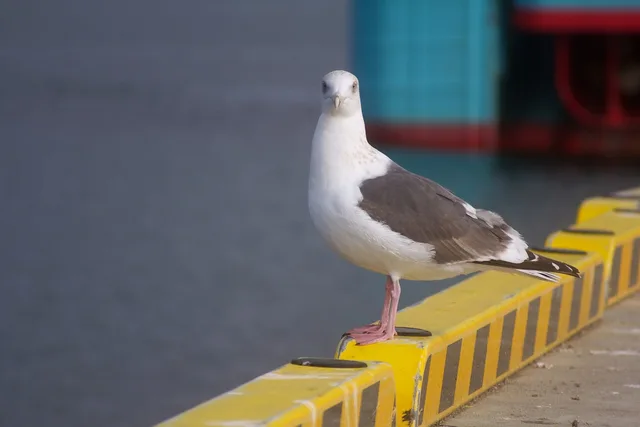 A focused businesswoman in a gray blazer working at her desk with a laptop and documents. Rechtsform wählen: Einzelunternehmen, GmbH, OG und Co. im Vergleich